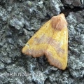 centre-barred sallow (Atethmia centrago) Kenneth Noble